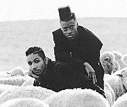 фотография Black Sheep