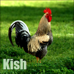 фотография Kish