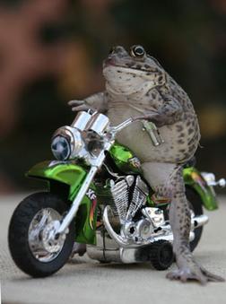 фотография frogs